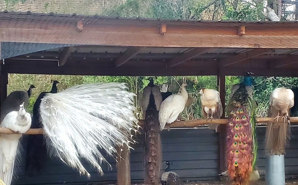 *10* Peafowl Peacock Hatching Eggs Amazing Mixed Group! *NPIP*
