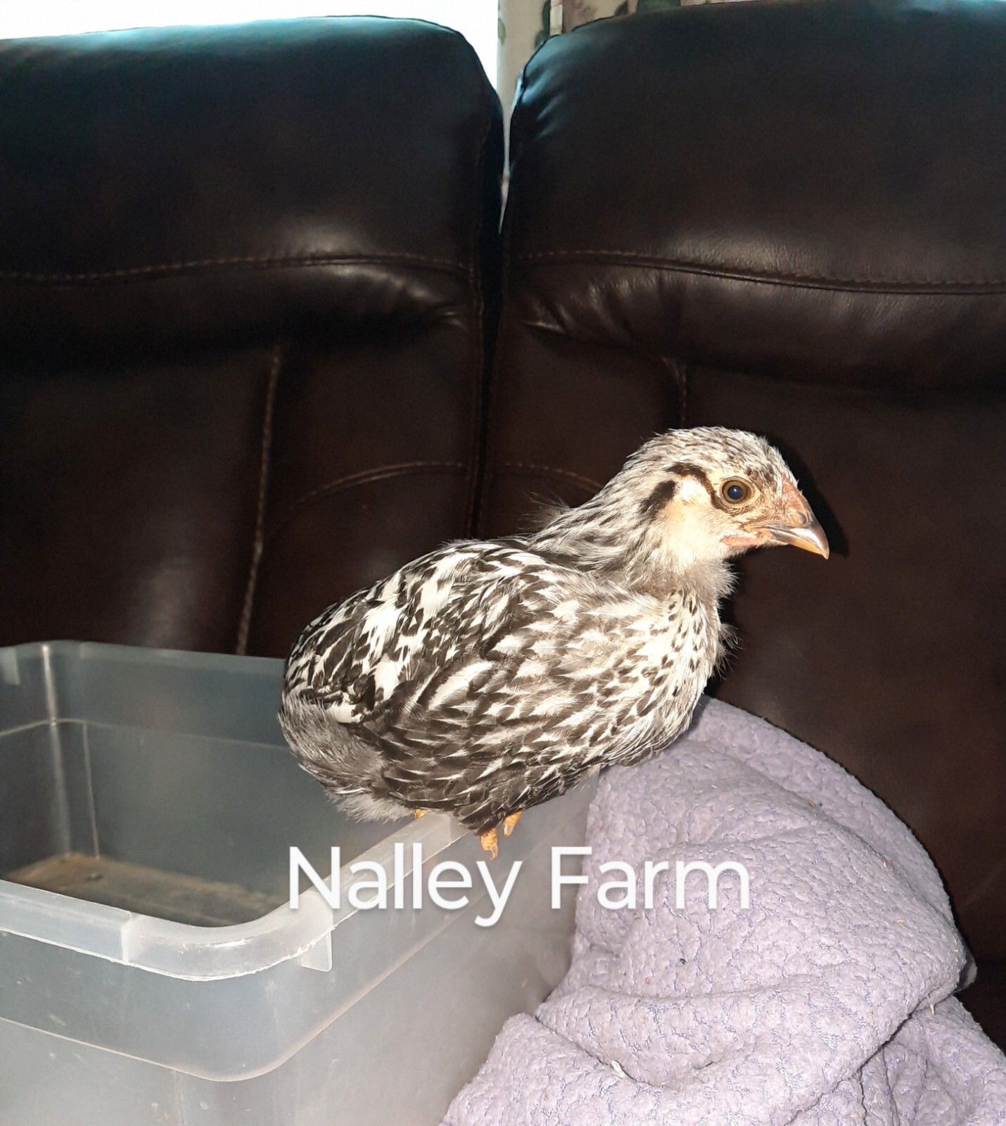 Silver Laced Wyandotte (6) ? fertilized hatching eggs.Please read description.