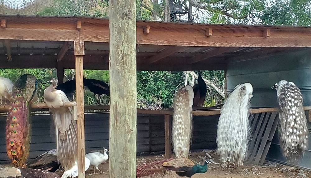 *10* Peafowl Peacock Hatching Eggs Amazing Mixed Group! *NPIP*