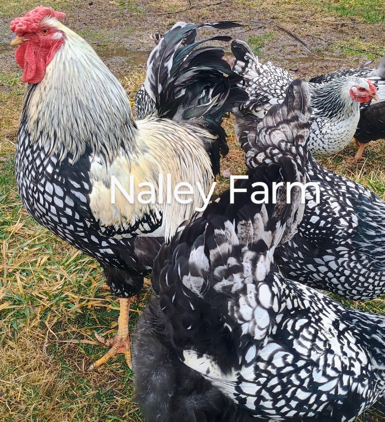 Silver Laced Wyandotte (6) ? fertilized hatching eggs.Please read description.
