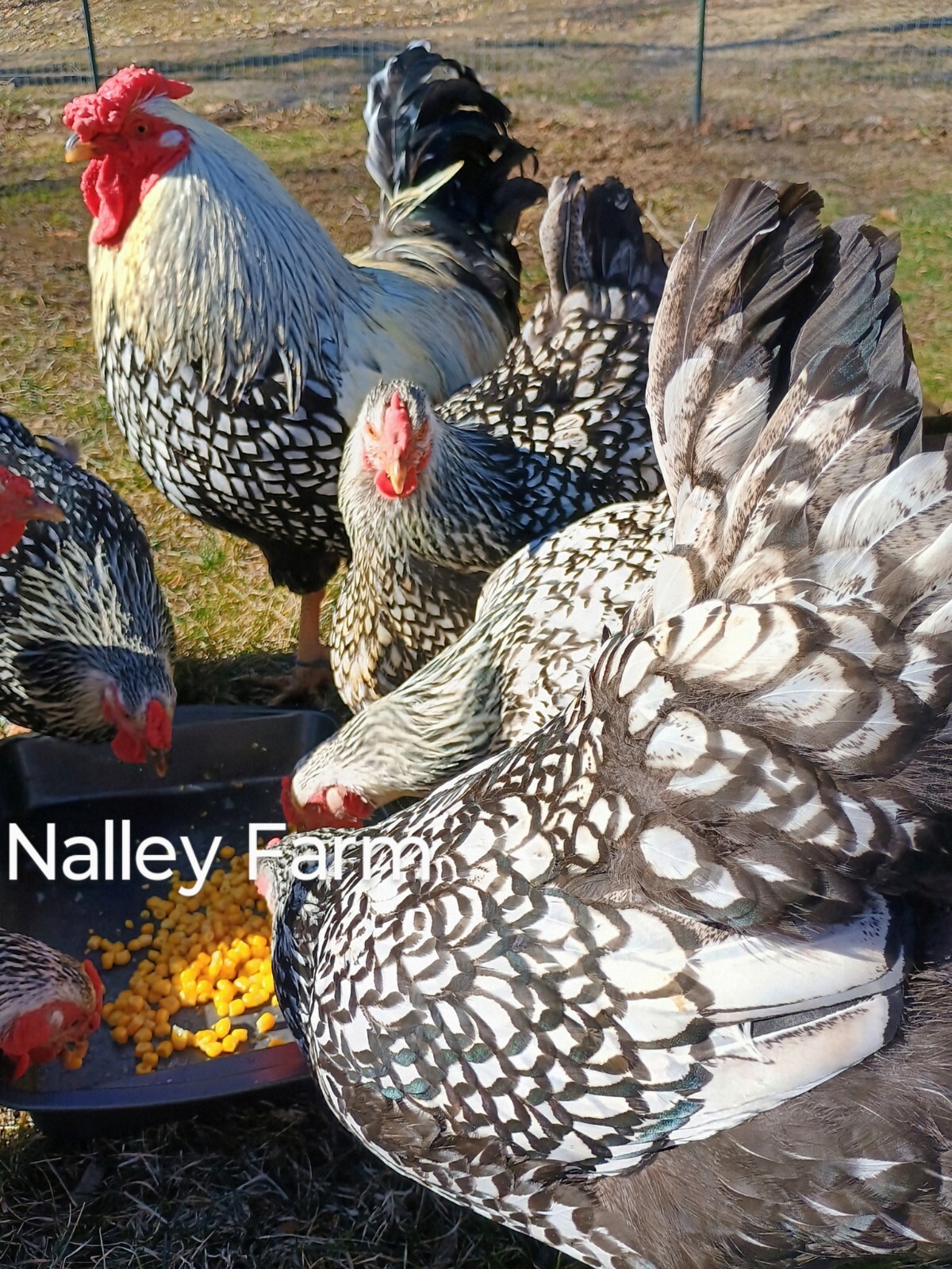 Silver Laced Wyandotte (6) ? fertilized hatching eggs.Please read description.