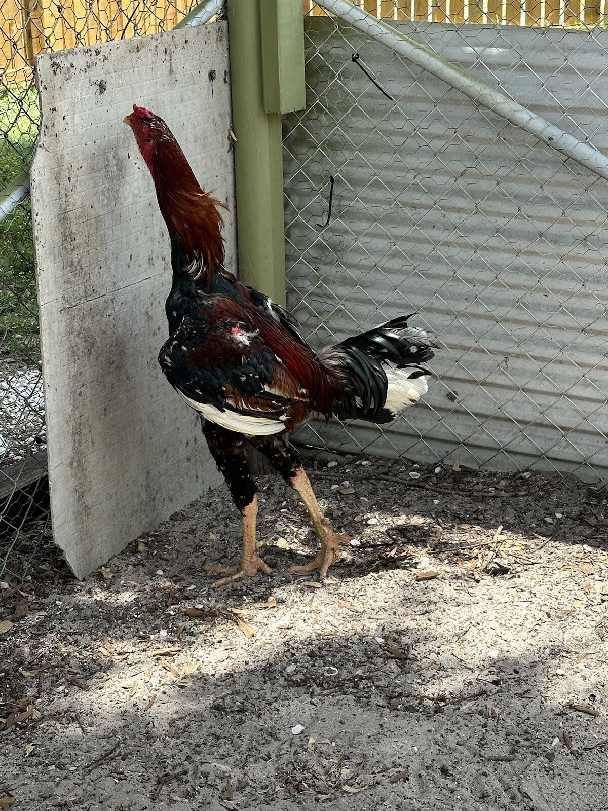 15+ Indio Gigante Hatching Eggs. Brazil NPIP ~ AI. TALLEST CHICKEN IN WORLD ?