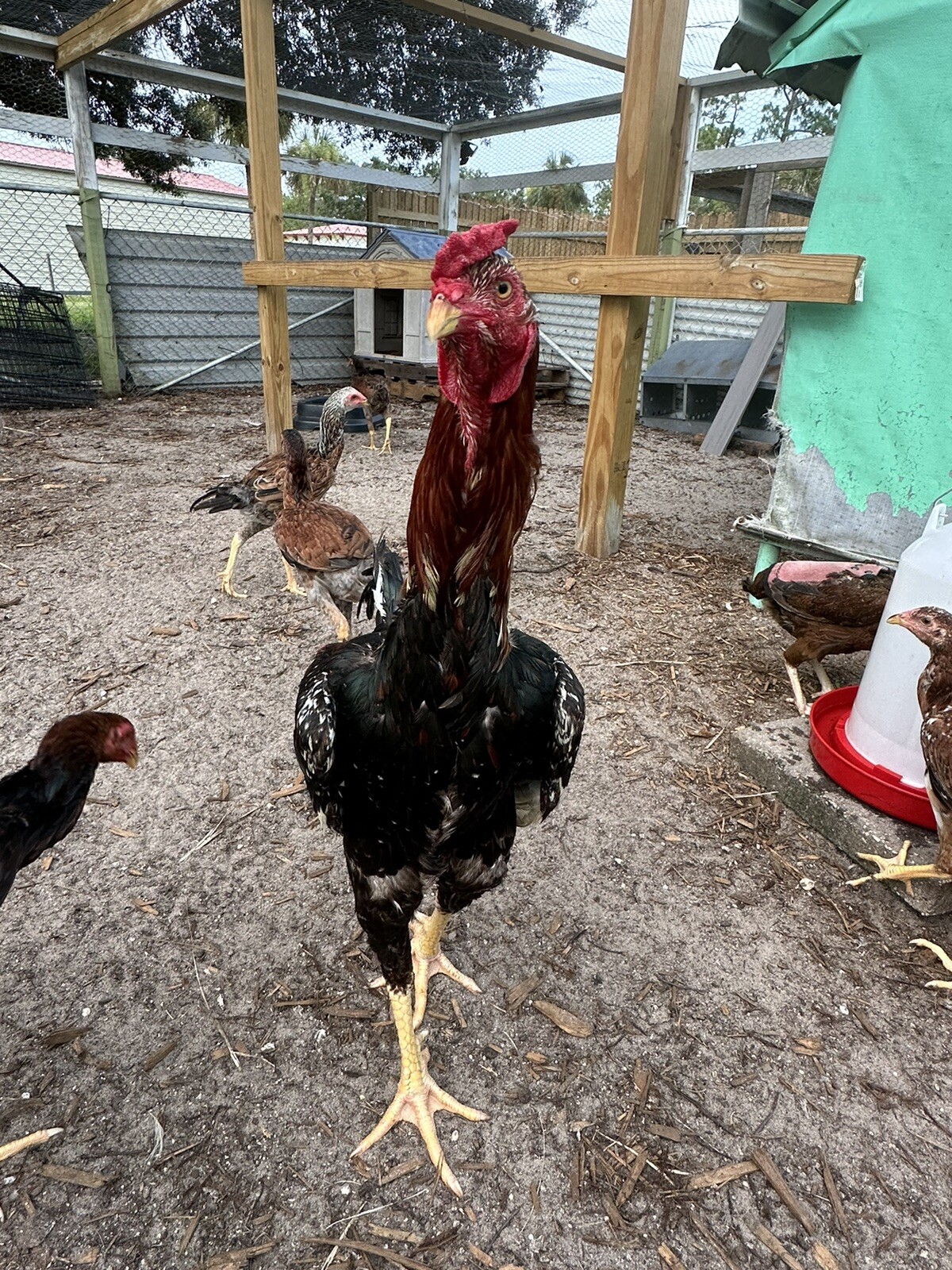15+ Indio Gigante Hatching Eggs. Brazil NPIP ~ AI. TALLEST CHICKEN IN WORLD ?