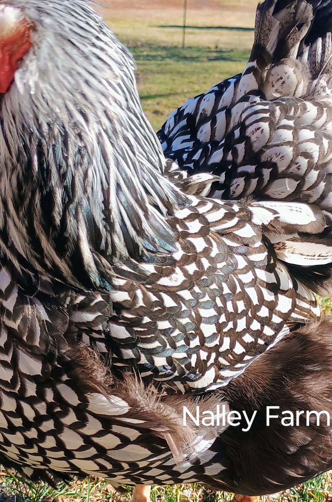 Silver Laced Wyandotte (6) ? fertilized hatching eggs.Please read description.