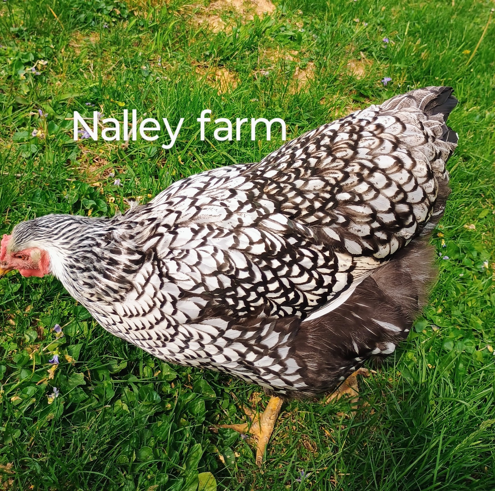 Silver Laced Wyandotte (6) ? fertilized hatching eggs.Please read description.
