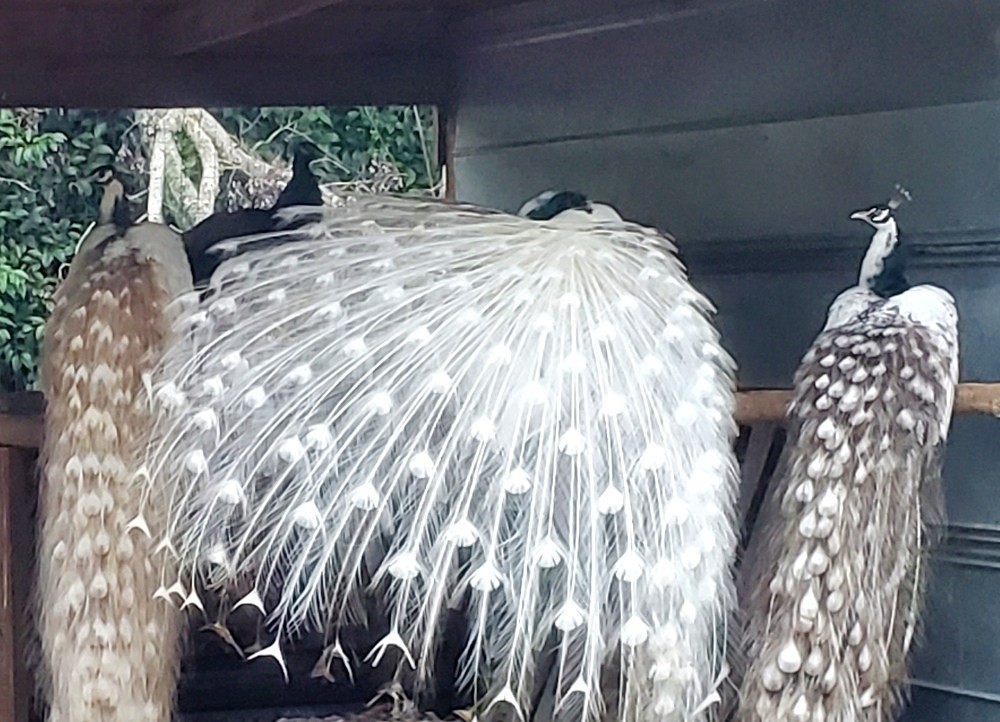 *10* Peafowl Peacock Hatching Eggs Amazing Mixed Group! *NPIP*