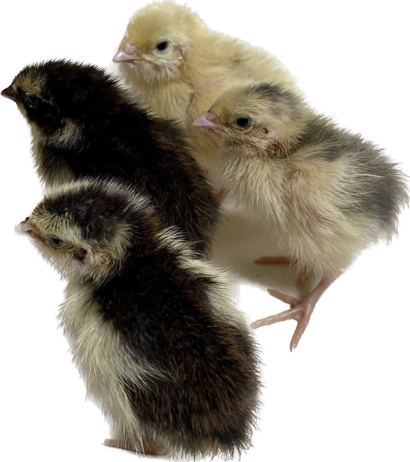 36 – Celadon (100% True Blue) & Jumbo Pearl Fee Coturnix Quail Hatching Eggs