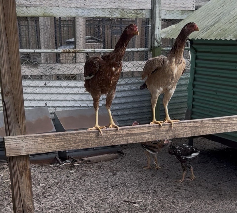 15+ Indio Gigante Hatching Eggs. Brazil NPIP ~ AI. TALLEST CHICKEN IN WORLD ?