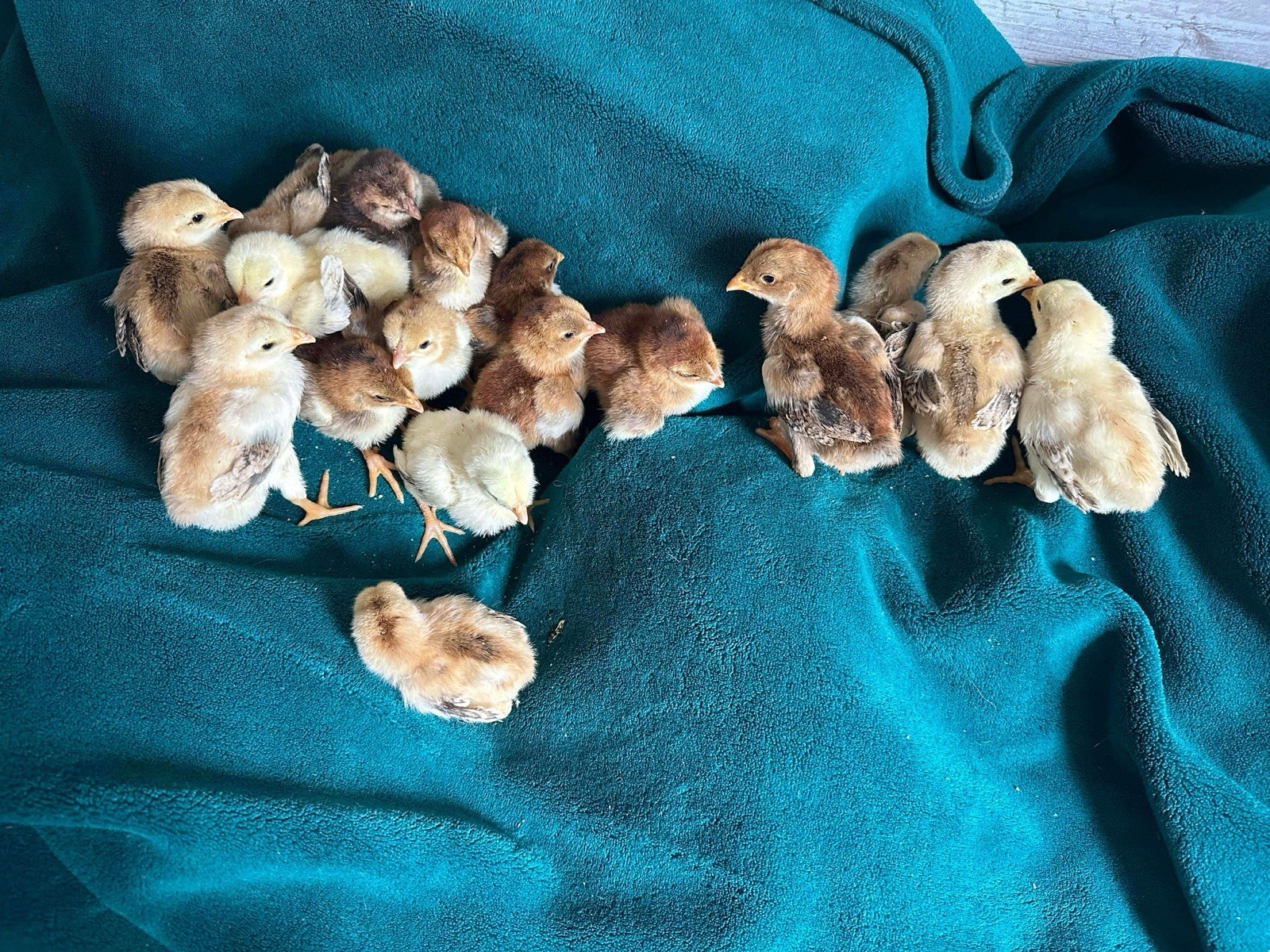 15+ Indio Gigante Hatching Eggs. Brazil NPIP ~ AI. TALLEST CHICKEN IN WORLD ?
