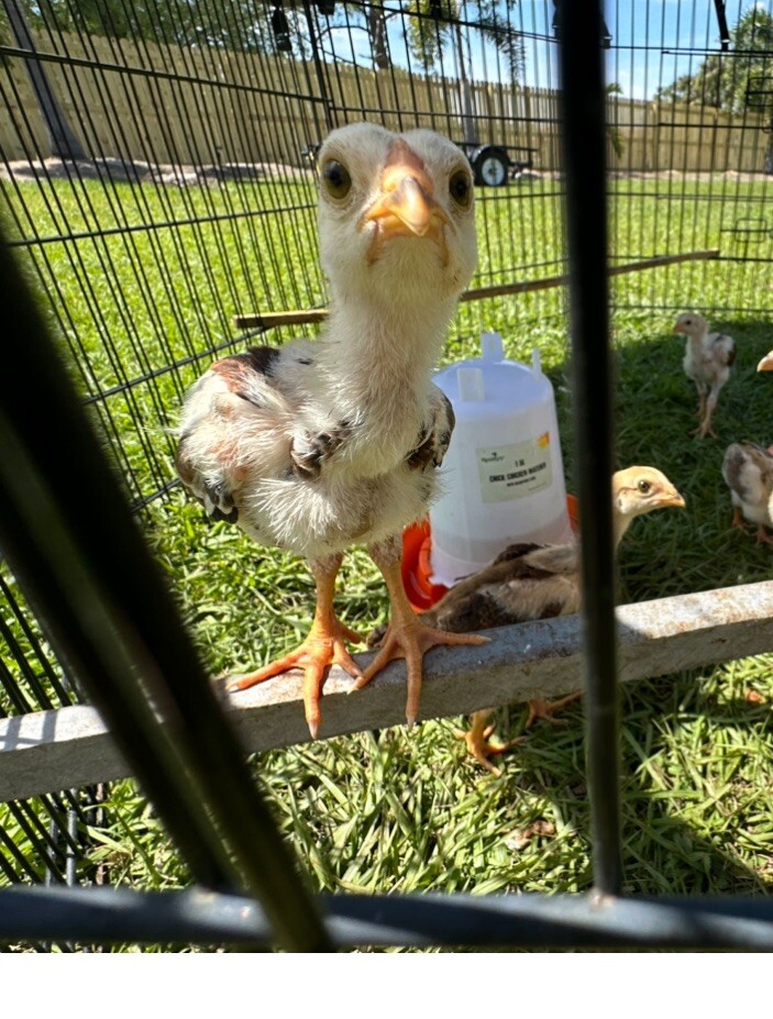 15+ Indio Gigante Hatching Eggs. Brazil NPIP ~ AI. TALLEST CHICKEN IN WORLD ?
