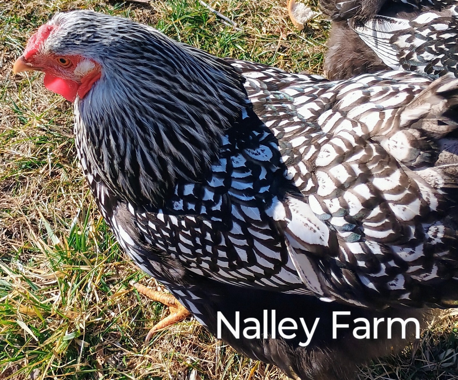 Silver Laced Wyandotte (6) ? fertilized hatching eggs.Please read description.