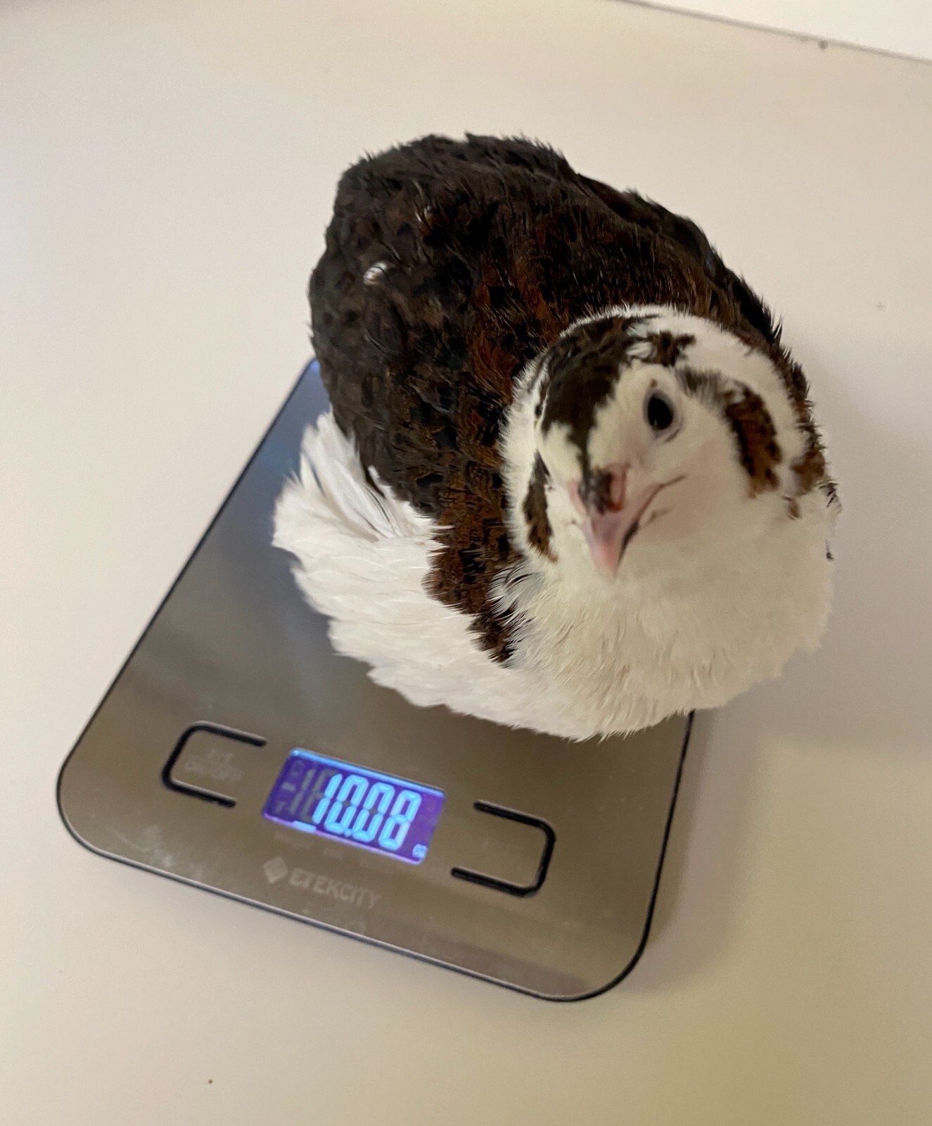 36 – Celadon (100% True Blue) & Jumbo Pearl Fee Coturnix Quail Hatching Eggs