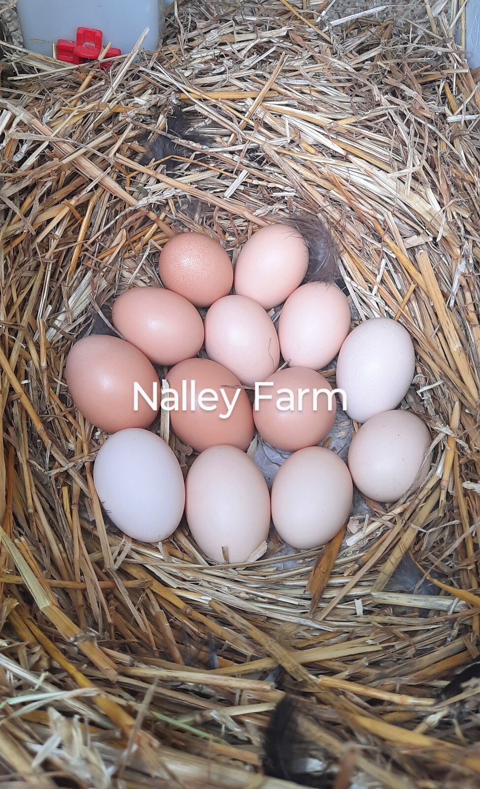 Silver Laced Wyandotte (6) ? fertilized hatching eggs.Please read description.