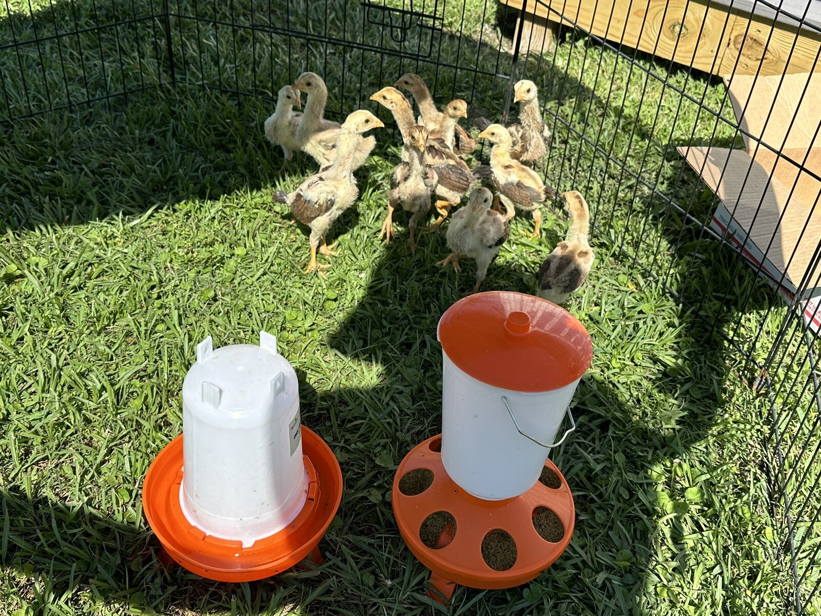 15+ Indio Gigante Hatching Eggs. Brazil NPIP ~ AI. TALLEST CHICKEN IN WORLD ?
