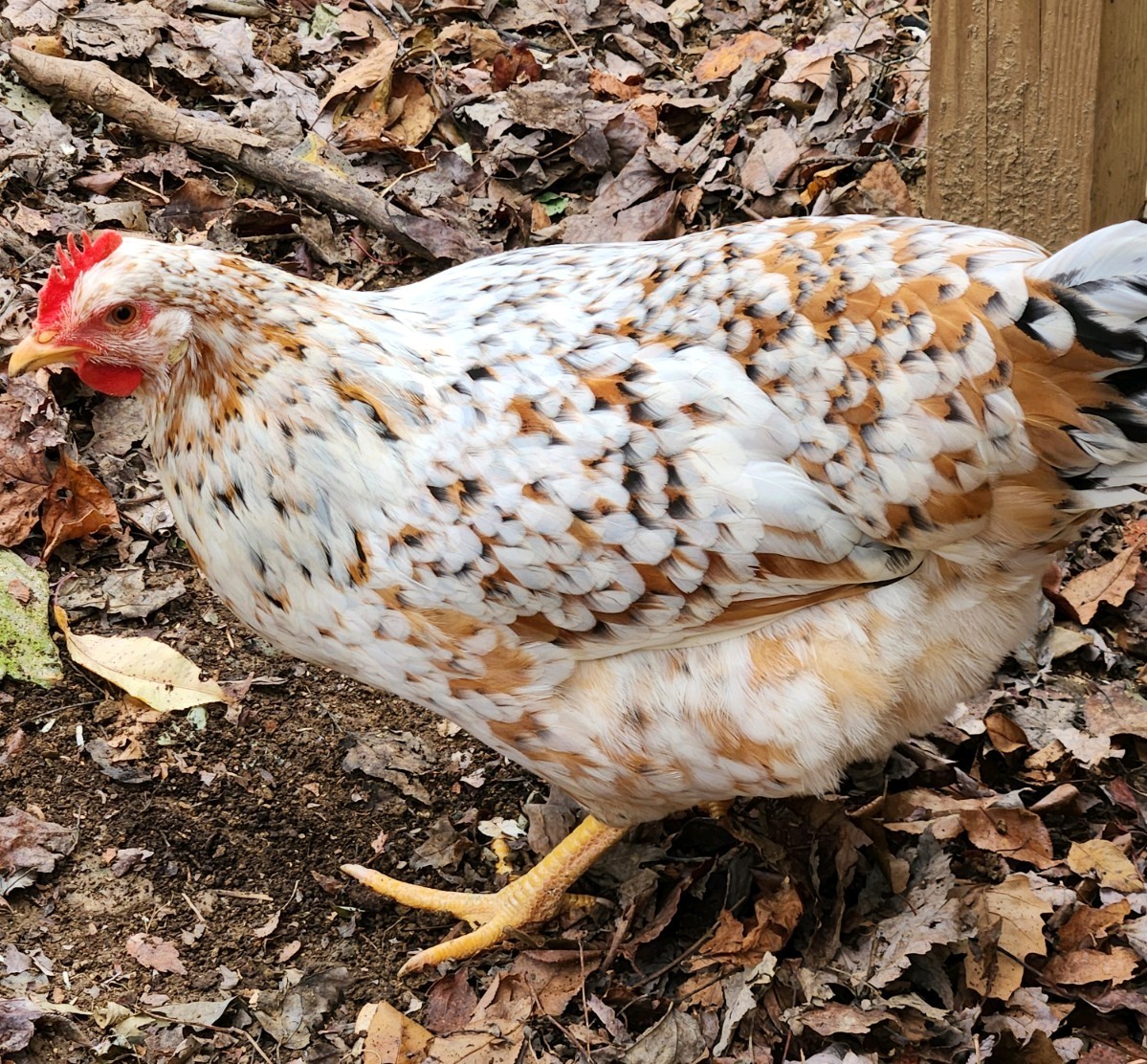 1 DOZEN PUREBRED ALOHA CHICKEN HATCHING EGGS – 1 Dozen Fertile Eggs